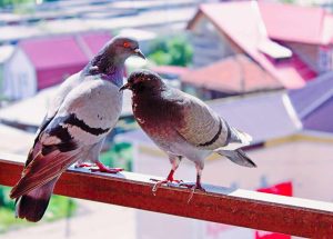 Read more about the article How to Prevent Pigeons from Landing on Balcony