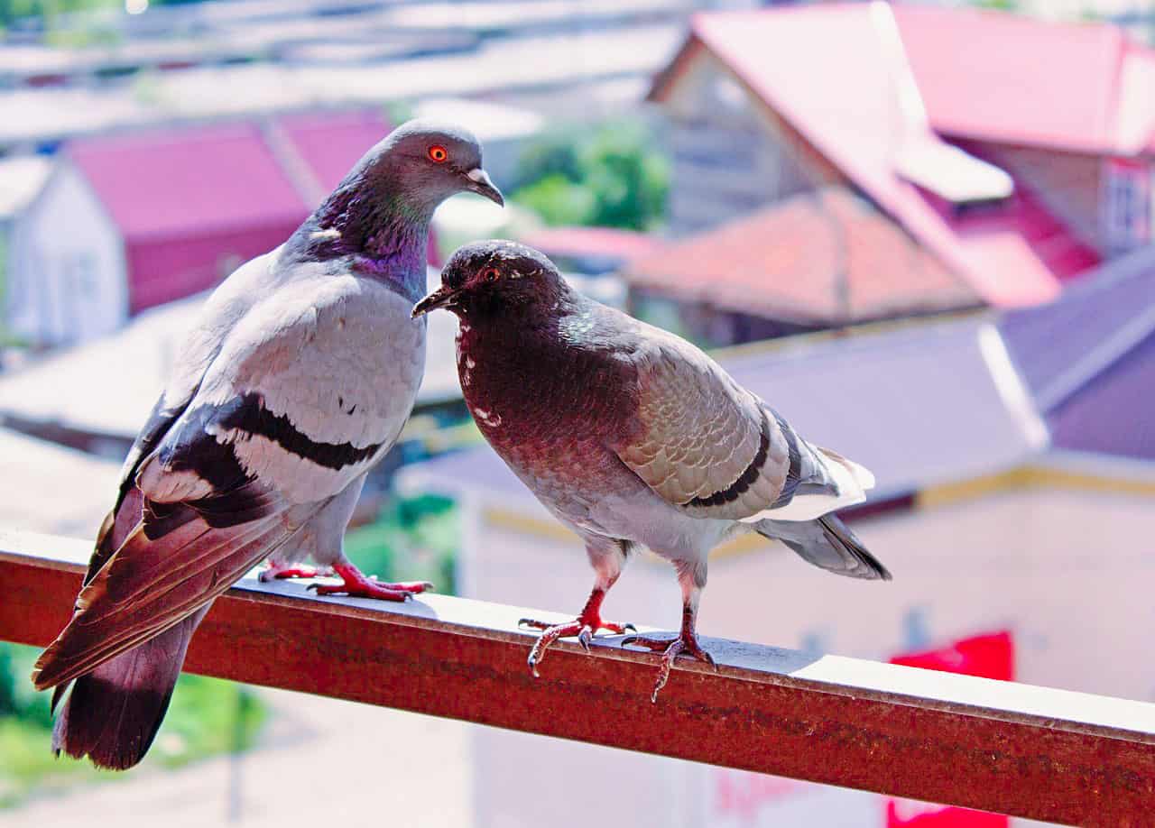 You are currently viewing How to Prevent Pigeons from Landing on Balcony